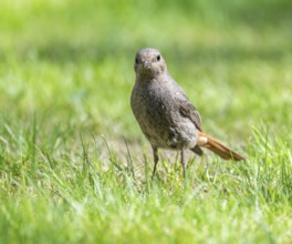Black redstart (Phoenicurus ochruros), female foraging on a lawn in a garden, Lower Saxony,