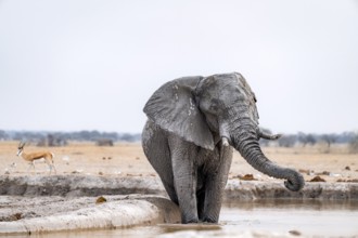 African elephant (Loxodonta africana), standing in the water, at a waterhole, Nxai Pan National