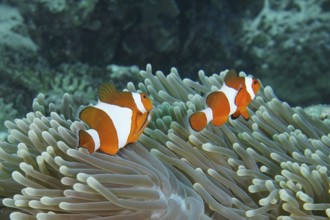 Two Ocellaris Clownfish (Amphiprion ocellaris) swimming over the tentacles of a sea anemone, dive