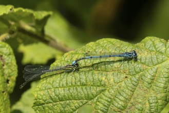 Common blue damselfly (Enallagma cyathigerum) adult male and female insects mating on a plant leaf
