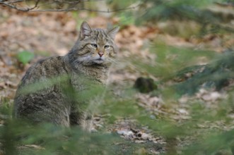 Wildcat sitting between the trees and looking attentively at its surroundings, European wildcat