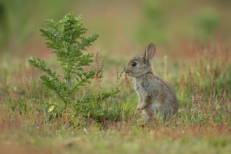 Rabbit (Oryctolagus cuniculus) wild juvenile baby animal feeding in grassland in the summer,