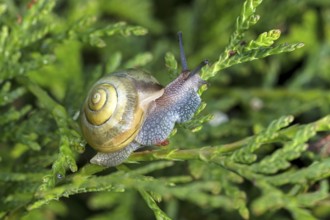 Garden ribbon snail (Cepaea hortensis), Valais, Switzerland, Europe