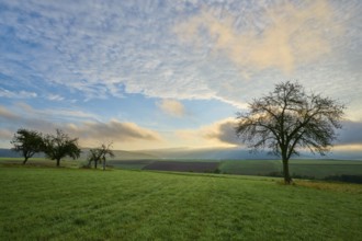 Green orchard meadow, apple tree, under a cloudy sky at sunrise in a quiet landscape, autumn,