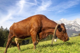 Cow on a mountain pasture near Going, Tyrol. The Wilder Kaiser massif can be seen in the background