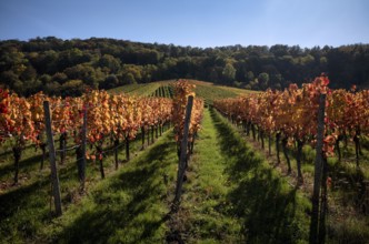 Vineyard, vines, vineyards, viticulture, autumn colouring, autumn, Kappelberg, Fellbach,