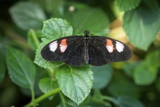Butterfly with black wings and white-red spots sitting on a leaf Butterfly House, Botanical Garden