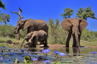 African elephant (Loxodonta africana), adult, female, mother, male, bull, young animal, mother with