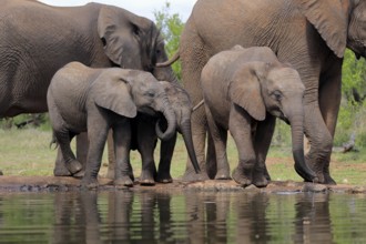 African elephant (Loxodonta africana), three young animals, at the water, drinking, group, Kruger