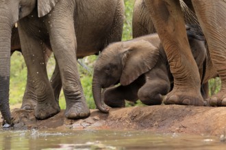 African elephant (Loxodonta africana), young animal, calf, baby elephant, mother, young animal with