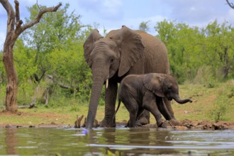African elephant (Loxodonta africana), adult, male, bull, young animal, young bull with young