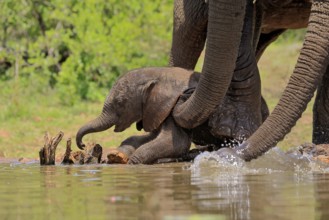 African elephant (Loxodonta africana), young animal, calf, baby elephant, mother, young animal with