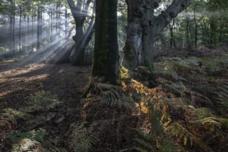 Light in beech forest (Fagus sylvatica) with bracken fern (Pteridium aquilinum), Emsland, Lower