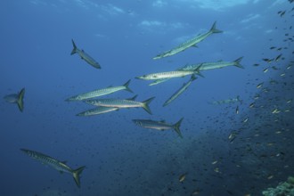 Small group school Shoal of European barracuda (Sphyraena sphyraena) Mediterranean barracuda