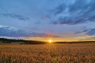 A wheat field (Triticum), in the foreground, surrounded by forest under an evening sky with clouds
