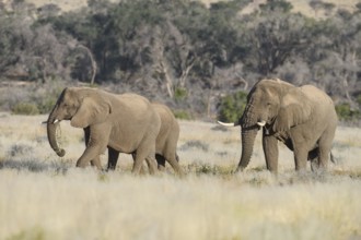 Desert elephants (Loxodonta africana) in the Ugab dry river, Damaraland, Kunene region, Namibia,