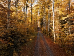 A quiet forest floor with orange autumn leaves and tall trees under sunny light, Gechingen, Black
