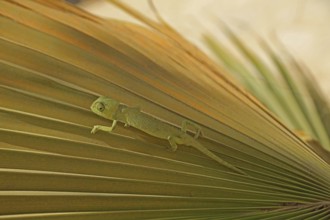 Chameleon (Chamaeleoninae), Djerba, Tunisia, Africa