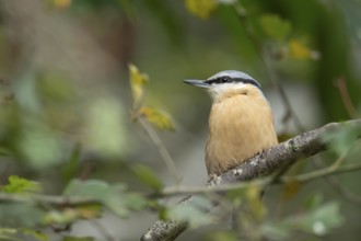 Eurasian nuthatch (Sitta europaea) adult bird on a tree branch in a woodland, England, United