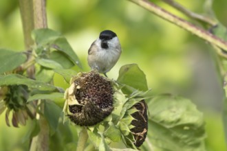 Marsh tit (Poecile palustris) adult bird on a garden sunflower plant seedhead in summer, England,