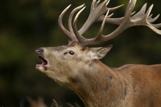 Red deer (Cervus elaphus) adult male stag roaring during the rutting season in autumn, England,