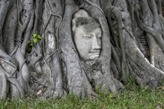 Sandstone Buddha head at the foot of a Bodhi tree in Wat Mahathat, Temple of the Great and Holy