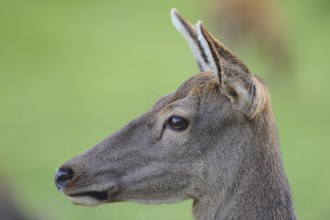 Close-up of a roe deer from the side with focus on head and ears in the green background, red deer