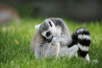Lemur in the grass lovingly grooming its own body, ring-tailed lemur (Lemur catta), Augsburg Zoo