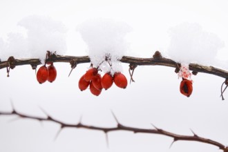 Barberry with snow, winter, Germany, Europe