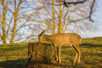 A female roe deer (Capreolus capreolus) nibbles moss from a tree stump at sunrise