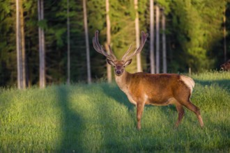 An Altai maral stag, Altai wapiti or Altai elk (Cervus canadensis sibiricus) stands in a meadow in