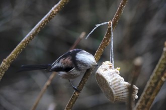 Long-tailed Tit (Aegithalos caudatus), winter, Germany, Europe