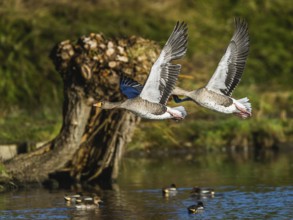 Greylag Goose, Anser anser, birds in flight over winter marshes
