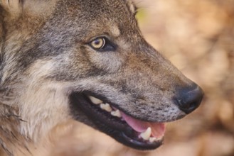 Close-up of a Eurasian wolf (Canis lupus lupus) portrait in a forest in spring, Bavarian Forest
