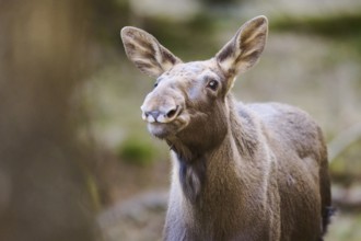 Elk (Alces alces) portrait in a forest, Bavaria, Germany, Europe