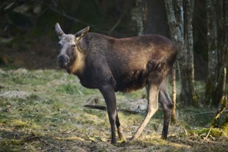 Elk (Alces alces) standing on a meadow on the edge of a forest, Bavaria, Germany, Europe