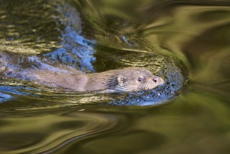 Eurasian otter (Lutra lutra) swimming in a lake in the bavarian forest, Bavaria, Germany, Europe