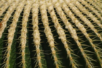 Golden globe cactus, Echinocactus grusonii alias Kroenleinia grusonii, also known colloquially as