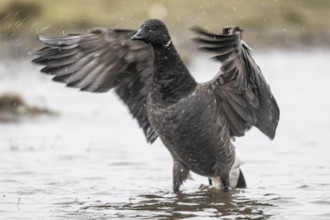 Brent goose (Branta bernicla), Amrum, Schleswig-Holstein, Germany, Europe