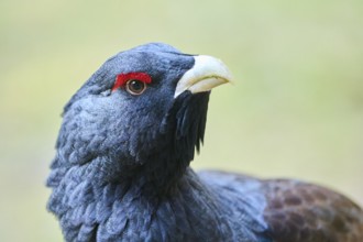 Western capercaillie (Tetrao urogallus) male (cock) portrait, Bavaria, Germany, Europe