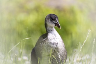 Eurasian Coot chicks (Fulica atra) standing in meadow surrounded by daisies, close-up, profile
