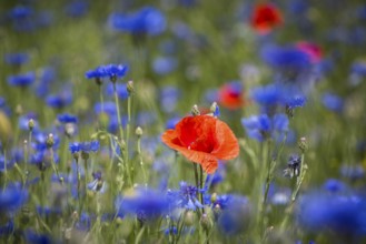 Single poppy flower (papaver) blooming between cornflowers (Centaurea cyanus) at the edge of a