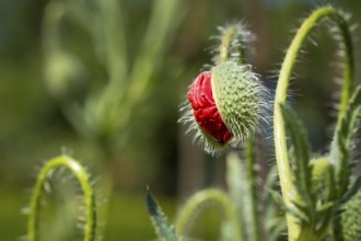 Bursting bud of a poppy flower (papaver)