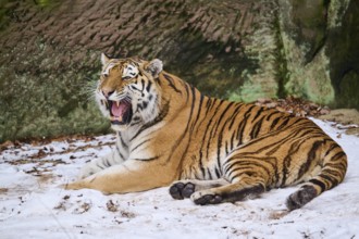 Siberian tiger (Panthera tigris altaica) lying in the snow in winter, captive, Germany, Europe