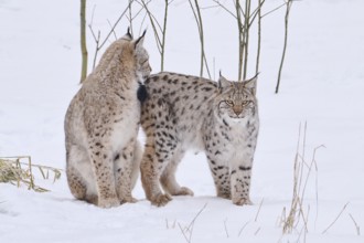 Eurasian lynx (Lynx lynx) in a snowy forest in winter, Bavaria, Germany, Europe