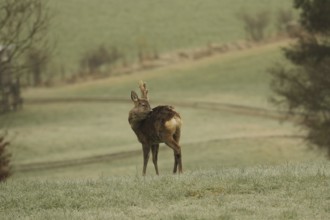 European roe deer (Capreolus capreolus) buck with velvet horns and shaggy winter coat in the