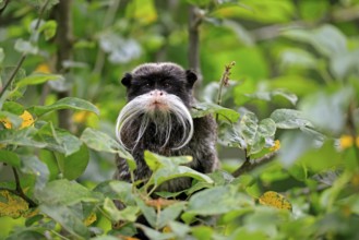 Emperor bearded tamarin (Saguinus imperator subgrisescens), adult, on tree, portrait, alert, South