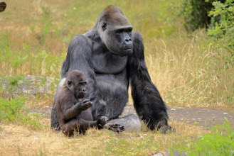 Western gorilla (Gorilla gorilla), adult, male, with young, sitting, on the ground