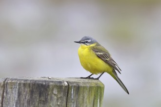Yellow wagtail (Motacilla flava), on a pasture fence post, Dümmer, Lake Dümmer, Ochsenmoor, Hüde,