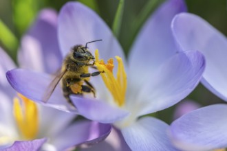 Elfin crocus (Crocus tommasinianus) with honey bee (Apis mellifera), Emsland, Lower Saxony,